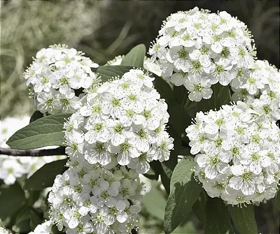 BUQUÊ DE NOIVA (Spirea cantoniensis) - Muda com até 80 cm
