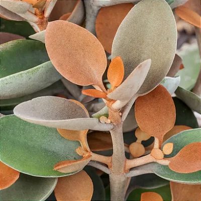 COLHER DE COBRE (Acalypha hispida) - P07