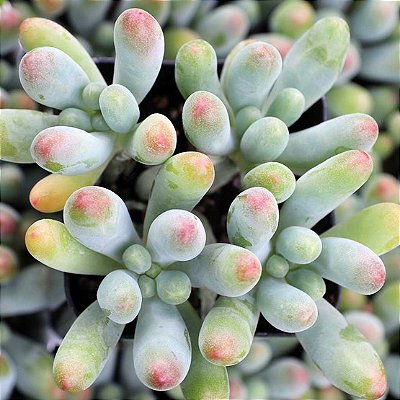 DEDO DE MOÇA (Sedum pachyphyllum) - P07