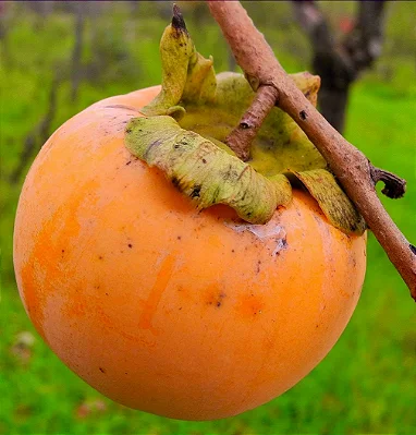 CAQUI FUIÚ (Diospyros kaki) - Muda enxertada com 1 metro