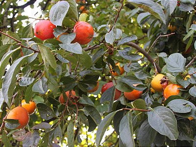 CAQUI RAMA FORTE (Diospyros kaki) - Muda enxertada com 1 metro