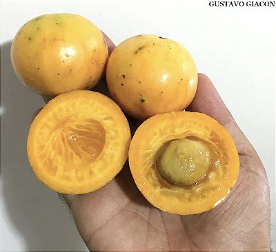 CAMBUCÁ (Plinia edulis) - Muda com até 60 cm