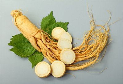 GINSENG BRASILEIRO (Pfaffia) - Muda com até 80 cm