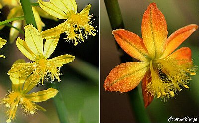 BULBINE (Bulbine frutescens) - AMARELO OU LARANJA