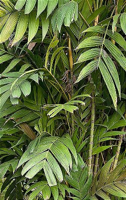 PALMEIRA PINANGA CORONATA - Até 1 metro