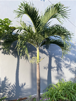 PALMEIRA VEITCHIA (Veitchia merrillii) - Muda