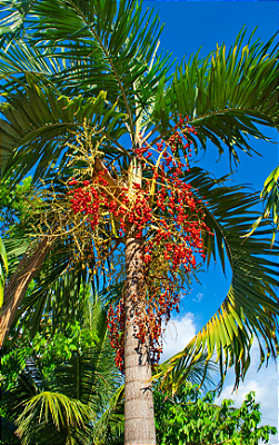 PALMEIRA VEITCHIA (Veitchia merrillii) - Até 70 cm