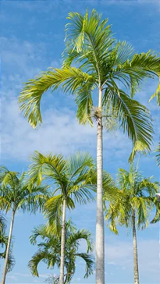 PALMEIRA CARPENTARIA (Carpentaria acuminata) - Até 1 metro