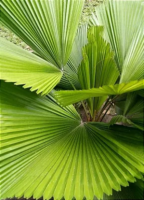 PALMEIRA LEQUE (Licuala grandis) - Até 80 cm