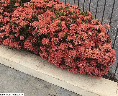 MINI IXÓRA (Ixora coccinea 'compacta')