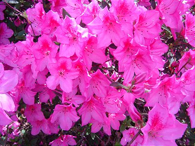 AZALÉA (Rhododendron simsii) - Muda com até 30 cm