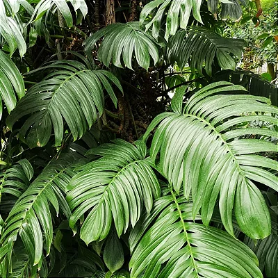TREPADEIRA DECURSIVA (Rhaphidophora decursiva) - Muda com até 60 cm