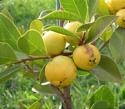 ARAÇÁ AMARELO (Psidium cattleyanum) - Muda com até 80 cm