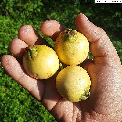 JAMBO AMARELO (Syzygium jambos) - Muda com até 1 metro