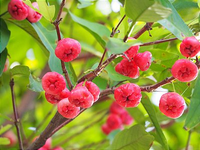 JAMBO ROSA (Syzigium samarangense) - Muda com até 1 metro
