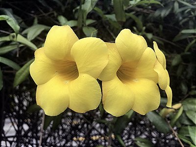 ALAMANDA AMARELA (Allamanda cathartica)