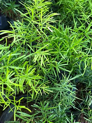 ASPARGO ALFINETE ou PENDENTE (Aspargus densiflorus `Sprengeri´)