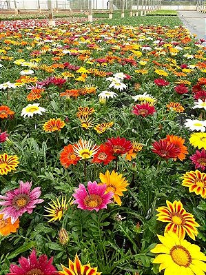 GAZÂNIA (Gazania rigens)