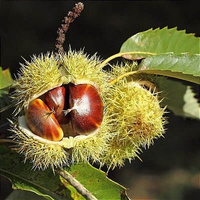 CASTANHA PORTUGUESA (Castanea sativa) - Muda com até 1 metro