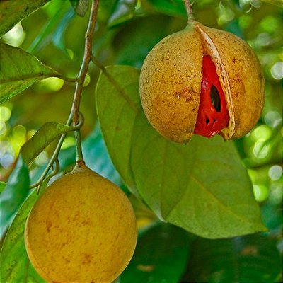 NOZ MOSCADA (Myristica fragrans) - Muda com até 80 cm