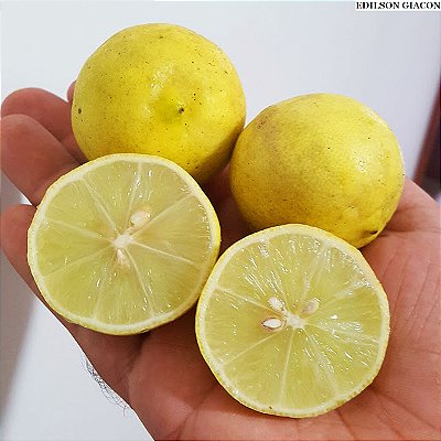 LIMÃO GALEGO (Citrus aurantifolia) - Muda enxertada com até 1 metro