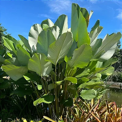 MARANTA CHARUTO GRANDE (Calathea lutea) - Muda com até 1,20m