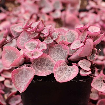 CORAÇÃO EMARANHADO VARIEGATA (Ceropegia Woodii Variegata 'Pink Srednia') - P09