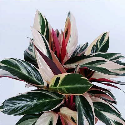 MARANTA TRICOLOR (Stromanthe thalia 'Triostar') - P17