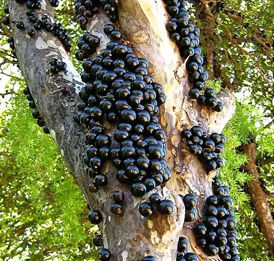 JABUTICABA HÍBRIDA PRODUZINDO (Myrciaria cauliflora) - Muda com até 1,20m