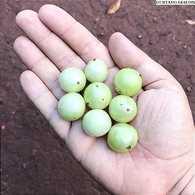 JABUTICABA BRANCA (Plinia aureana) - Muda com até 1 metro