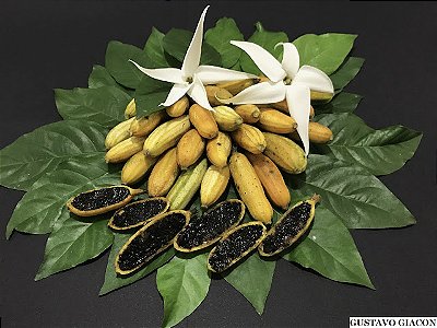 ESTRELA DO NORTE (Rosenbergiodendron longiflorum) - Muda com 50 cm