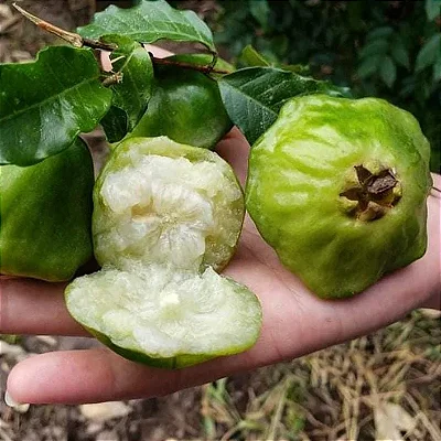 CAMBUCI (Campomanesia phaea) - Muda com até 60 cm