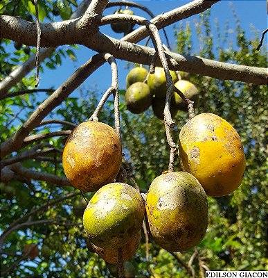 CAJÁ MANGA ANÃO (Spondias dulcis "nana") - Muda com até 60 cm