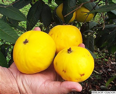 ARAÇÁ BOI (Eugenia stipitata) - Muda com até 60 cm