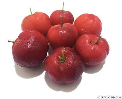 ACEROLA DOCE 'SWEET MANOA' (Malpighia emarginata) - Muda com até 1 metro