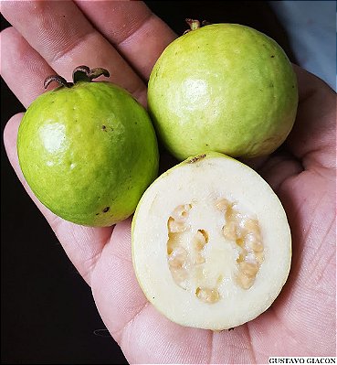 GOIABA BRANCA PINGO DE MEL (Psidium guajava) - Muda com 60 cm