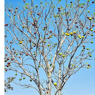 JENIPAPO (Genipa americana) - Muda com 60 cm