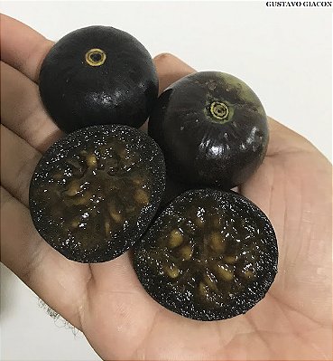 MARMELO DO CERRADO (Cordiera sessilis) - Muda com 60 cm