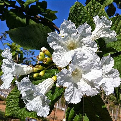 BABOSA BRANCA (Cordia superba) - Muda com até 1 metro