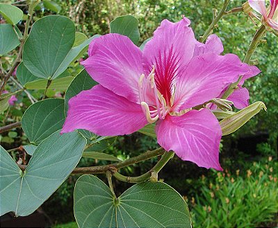 PATA ou CASCO DE VACA (Bauhinia variegata) - Muda com até 1 metro