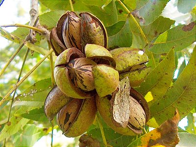 NOZ PECAN (Carya Illinoinensis) - Muda com até 1 metro
