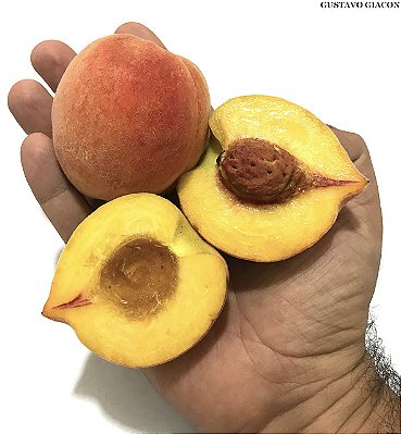 PÊSSEGO (Prunus persica) - Muda enxertada com até 1 metro