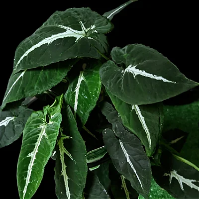 SINGÔNIO VELUDO (Syngonium wendlandii) - P12