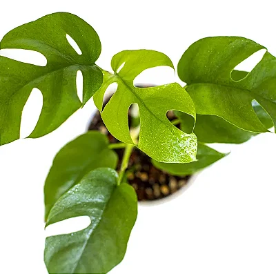 MINI COSTELA DE ADÃO (Rhaphidophora tetrasperma) - P15