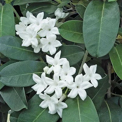 JASMIM DE MADAGASCAR (Stephanotis floribunda) - Muda com até 1 metro