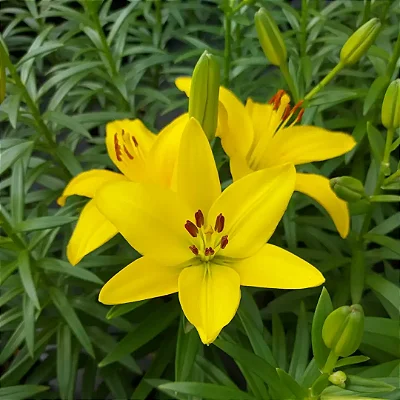 LÍRIO AMARELO DE JARDIM (Hemerocalys Flava)