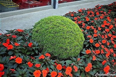 ARBUSTO EUGÊNIA (Eugenia sprengelli) - Muda com até 60 cm