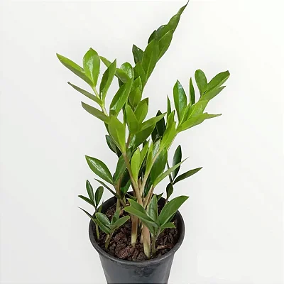 MINI ZAMIOCULCA (Zamioculcas zamiifolia) - P11