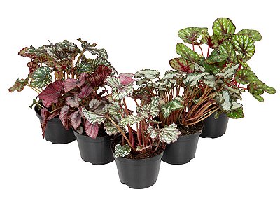 BEGÔNIA REX ou BELEAF (Begonia rex-cultorum) - P11
