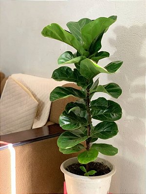 FICUS LYRATA BAMBINO - P15